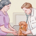 Desparasitação de um cachorro
