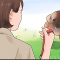 Treinando um cachorro para andar na coleira