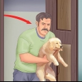 Housetraining um filhote de cachorro em um apartamento