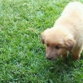 Potty treinando um cachorrinho