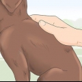 Identificando um filhote de labrador retriever de raça pura