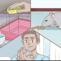 Cuidando de um rato