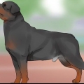 Identificando um rottweiler