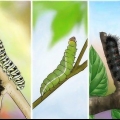 Cuidar de uma lagarta até que ela se transforme em borboleta ou mariposa