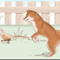 Escolhendo um filhote de shiba inu