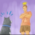 Treinando um husky siberiano