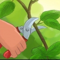 Podando uma planta de bola de neve