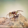 Pegar e cuidar de uma aranha saltadora