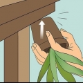 Revivendo uma planta de aloe vera morrendo