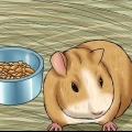 Cuidando de um porquinho da índia morrendo