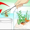 Salvando um peixinho dourado morrendo