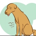 Reconhecendo um cão moribundo