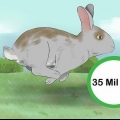 Pegando um coelho manso