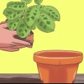 Cuidando de uma planta dos dez mandamentos