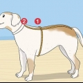 Tricotar uma camisola para um cão