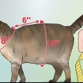 Fazendo um arnês para o seu gato gordinho