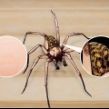 Reconhecendo uma aranha de funil