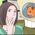 Encontrando um hamster de rua