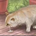 Tratando um gato envenenado