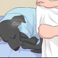 Tratando um cachorro frio