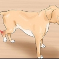 Tratando uma entorse em um cão
