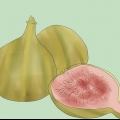Como cultivar uma figueira em seu jardim