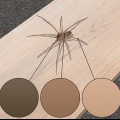 Reconhecendo uma aranha de violino