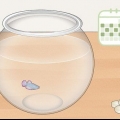 Limpando um aquário de um peixe-lutador-siamês