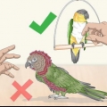 Acariciando um pássaro