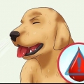 Como remover um ''rabo de raposa'' do nariz de um cachorro