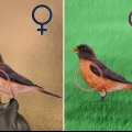 Distinguindo um robin feminino de um macho