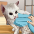 Lave um gatinho órfão