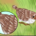 Cuidando de um pássaro selvagem que não pode voar