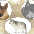 Mantendo um lobo como animal de estimação