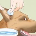 Como cuidar da ferida da orelha de um cão