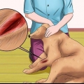 Tratando uma ferida em um cão