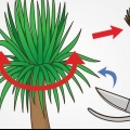 Poda de uma mandioca