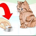 Deixando um gatinho doente comer
