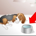 Ajudando um cão doente a beber