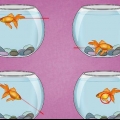 Como tratar uma infecção da bexiga natatória em um peixe dourado