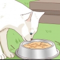 Adote um gato de rua