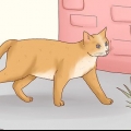 Domar um gato de rua