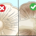 Identificando cogumelos comestíveis