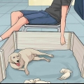 Lidando com uma mãe cadela rejeitando seus filhotes