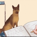 Garantir que seu cão ganhe peso de maneira saudável