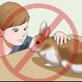 Garantir que seu coelho tenha a melhor vida possível