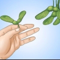 Comer sementes de bordo
