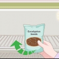 Cultivo de eucalipto