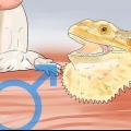 Criando dragões barbudos