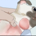 Tratamento de foliculite em cães